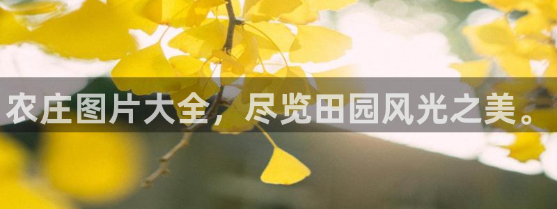必一体育是哪里的台子