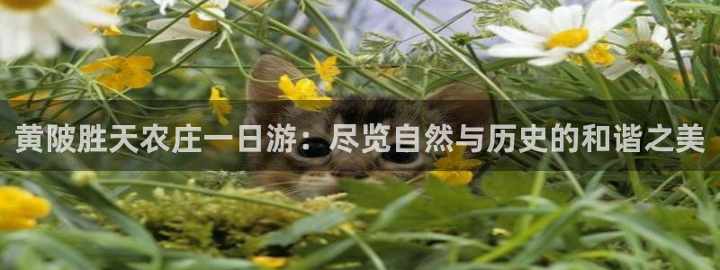 必一体育在哪下