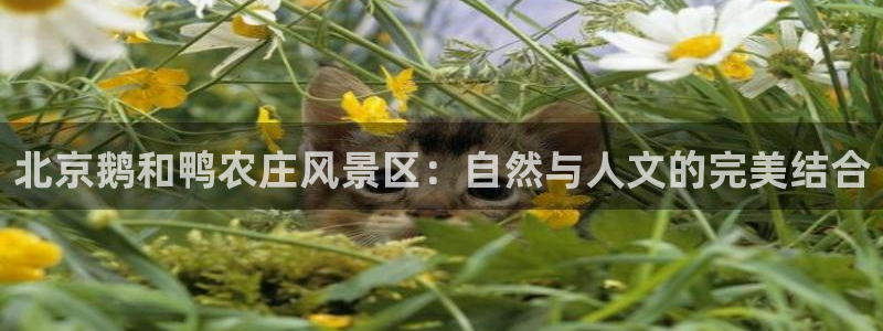 必一体育在线官网